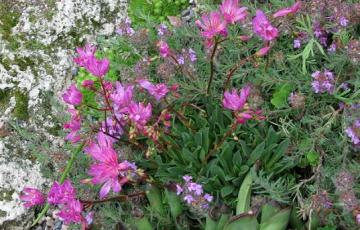 Lewisia | North American Rock Garden Society